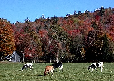 cows.JPG