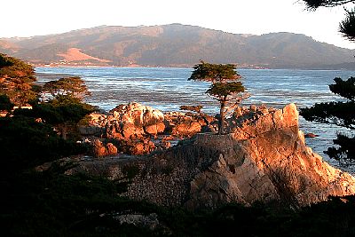 cypress.jpg