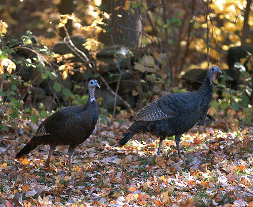 wildturkeys.jpg (94897 bytes)