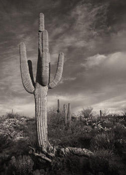 Saguaro B&W  (29620 bytes)