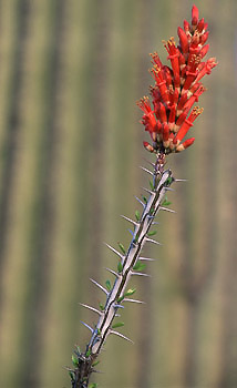 Cactus in Bloom (24837 bytes)
