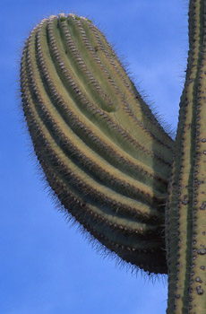 Saguro Arm (33436 bytes)