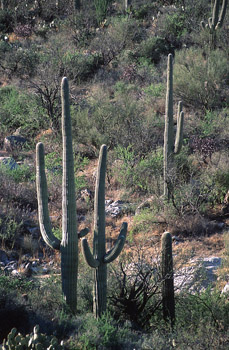 Tucson Hillside (56523 bytes)