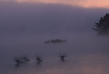 Geese Taking Flight (8721 bytes)