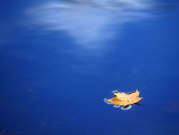 Leaf in a pond (11295 bytes)