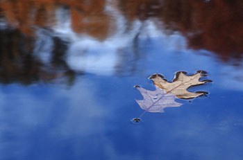 Another Leaf (16267 bytes)