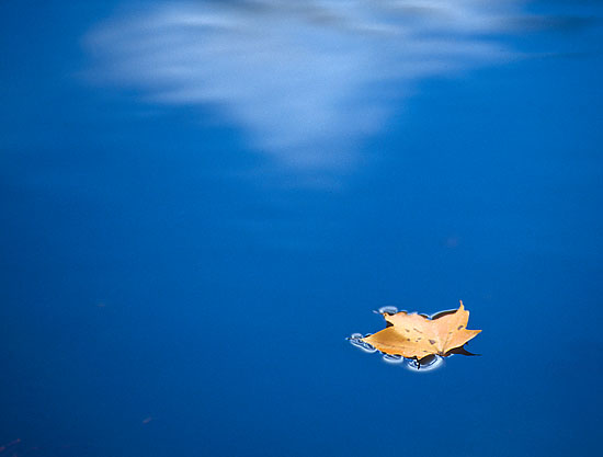 Leaf in Pond (22k)