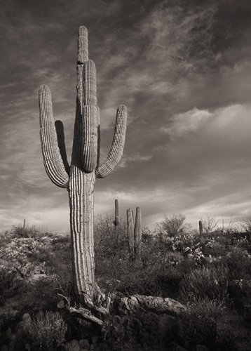 Saguaro National Monument (69 KB)
