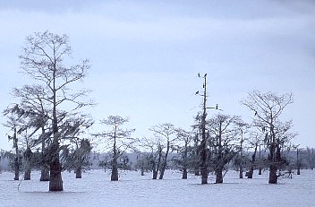 Birds in a Thunderstorm
