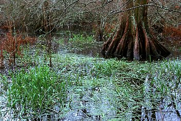 Cypress Tree
