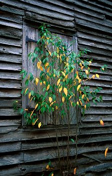 Tree against a house