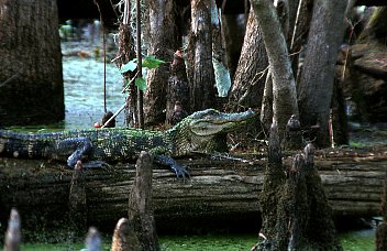 Gator on a cypress log