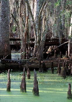 Gator from a safe distance