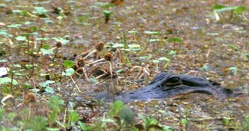 Stalking a nutria