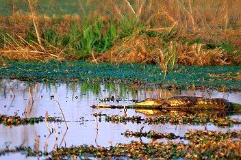 Sunning at sunset