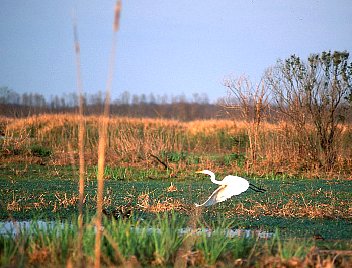 Egret in Flight