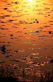 Lily Pads at Sunset
