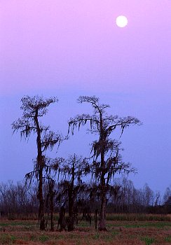 Moonrise over Cypress