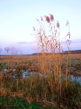 Reeds at Sunset