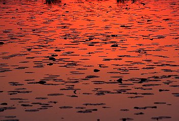 Lily Pads in Twilight