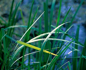 Grass in the rain