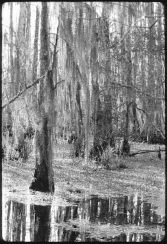 Mossy Swamp