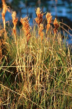 Reeds at Sunrise, Southern Louisiana