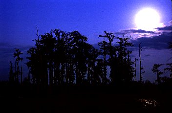 Moonrise over the Swamp