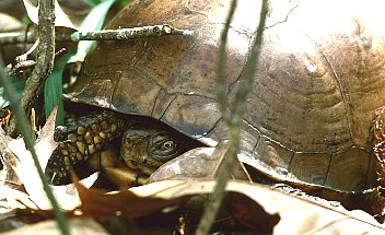 A Local Turtle