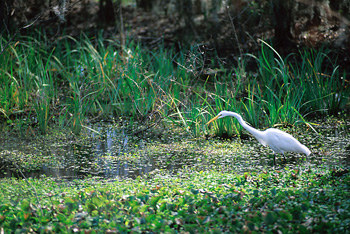 An Egret Fishing