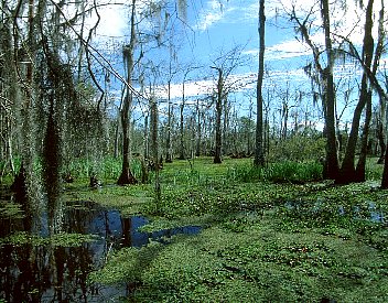 Deep Swamp