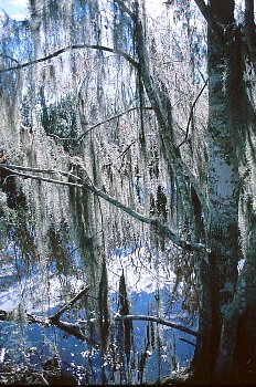 Spanish Moss