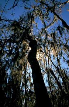Backlit Cypress