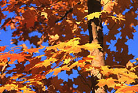 Orange Maple, Vermont