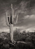 Saguaro at Sunrise, B&W