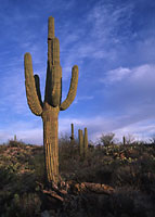 Saguaro at Sunrise