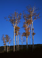 Birch Trees, Vermont