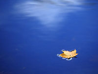 Maple Leaf, Connecticut