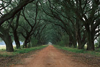 Old Plantation Road, Louisiana (makes a great print!)