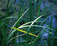 Grass in the Rain, Louisiana