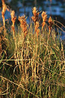 Reeds at Sunrise, Louisiana