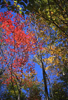 Tricolor Trees, Vermont (nice color splashes!)