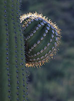 Saguaro Arm
