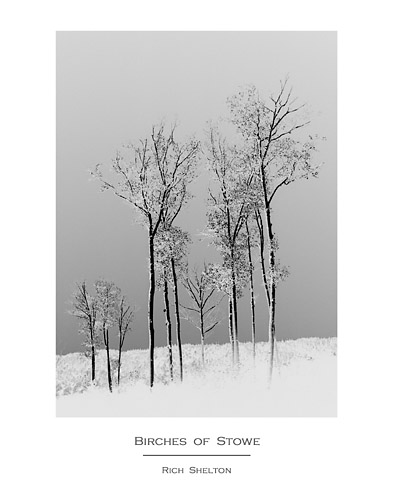 Birches of Stowe (Poster Print) 39k