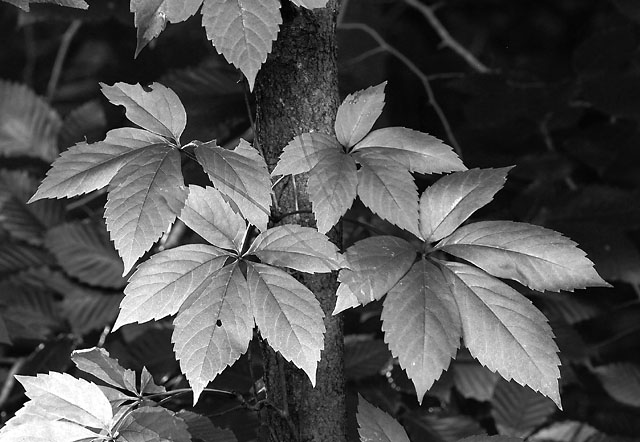 bwleaves.jpg (71686 bytes)