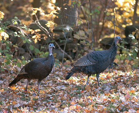 Wild Turkeys (91k)