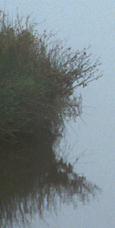 FogNikonZoom.jpg (21470 bytes)