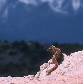 Squirrel at the Overlook (24k)
