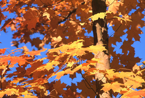 VTTNorangemaple.jpg (107734 bytes)