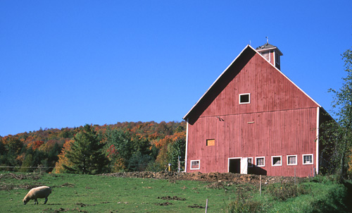 VtTNBarnLamb.jpg (71599 bytes)